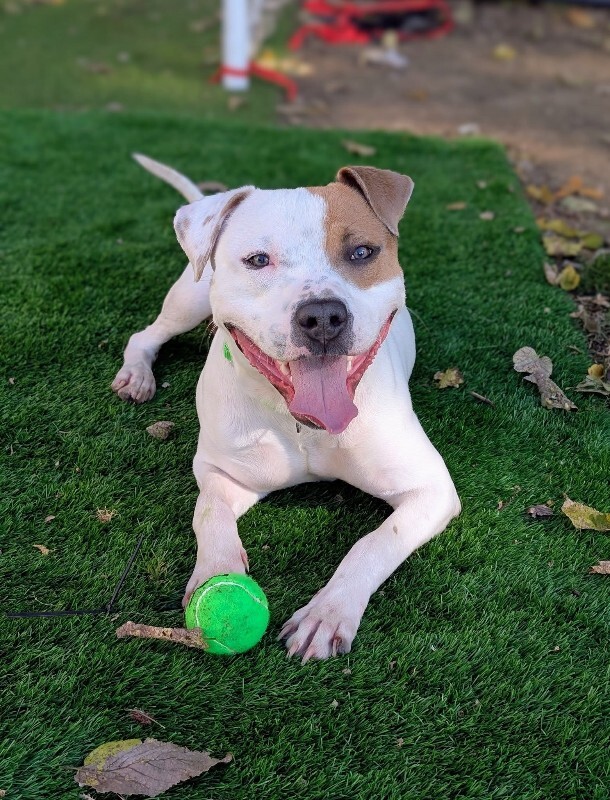 View Gust the Dog Photo #14