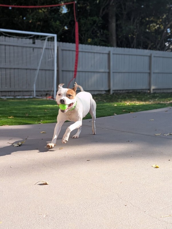 View Gust the Dog Photo #8