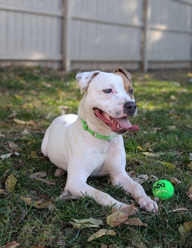 View Gust the Dog Photo #12