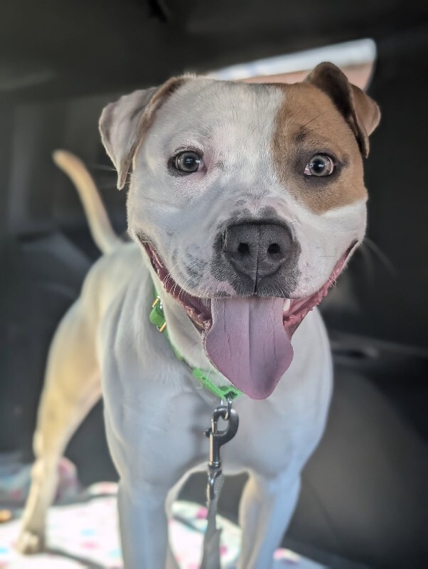 View Gust the Dog Photo #6