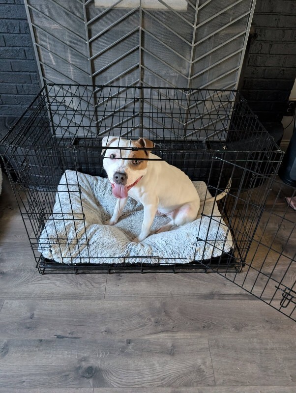 View Gust the Dog Photo #13