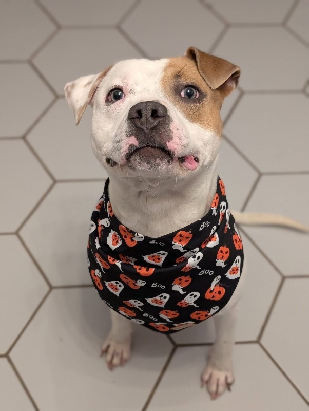 View Gust the Dog Photo #5