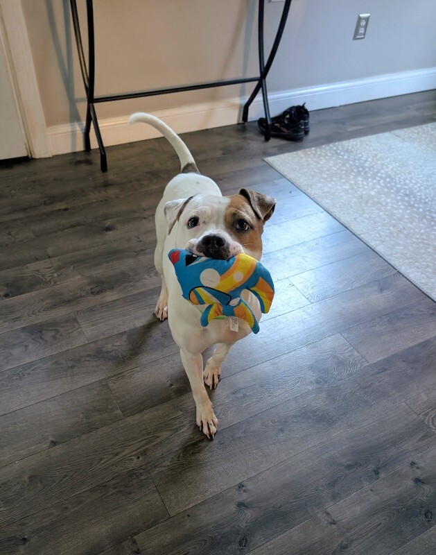 View Gust the Dog Photo #10