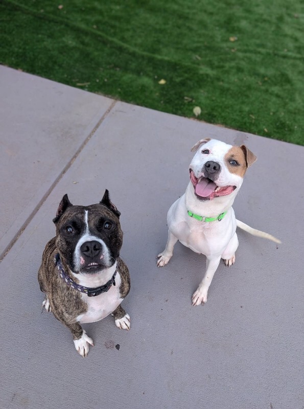 View Gust the Dog Photo #3