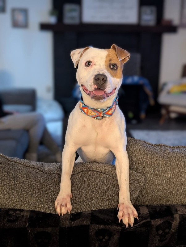 View Gust the Dog Photo #9