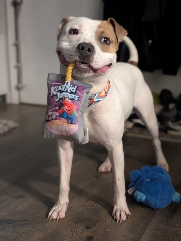 View Gust the Dog Photo #2