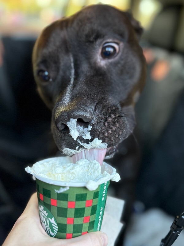 View Aaron the Dog Photo #3