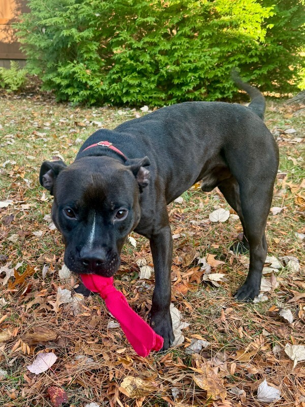 View Aaron the Dog Photo #10