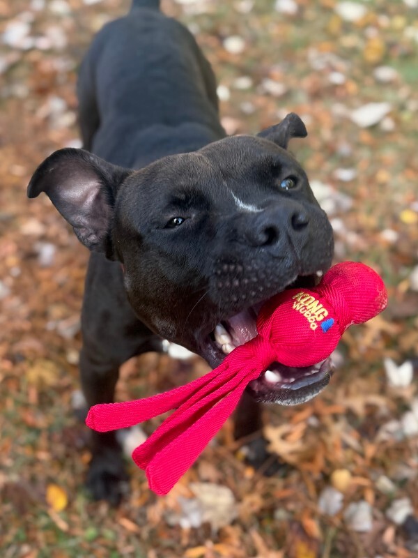 View Aaron the Dog Photo #5