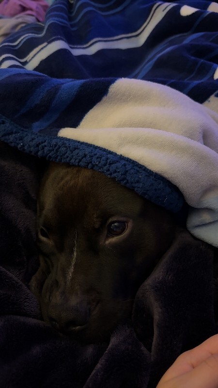 View Aaron the Dog Photo #8