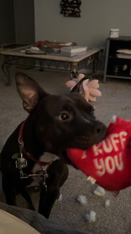 View Aaron the Dog Photo #11