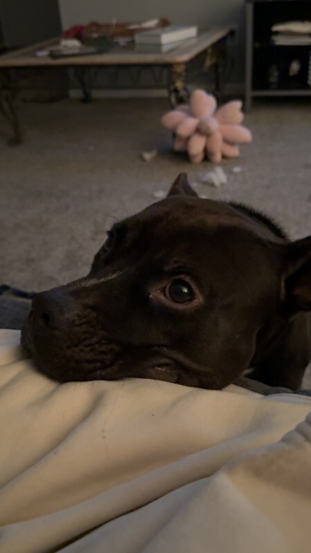 View Aaron the Dog Photo #9