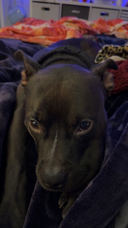 View Aaron the Dog Photo #14