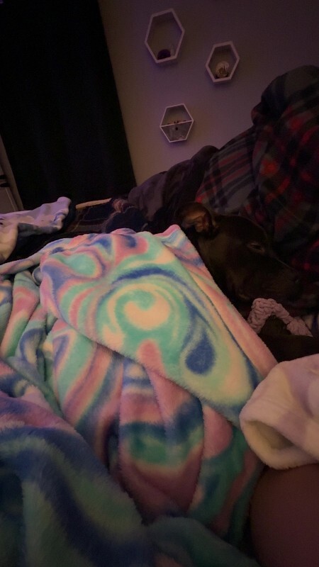 View Aaron the Dog Photo #7