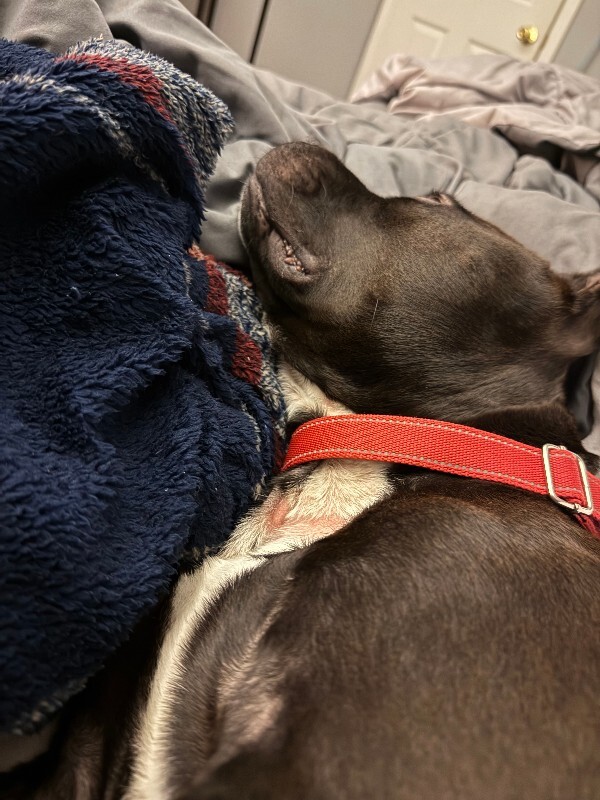 View Aaron the Dog Photo #16