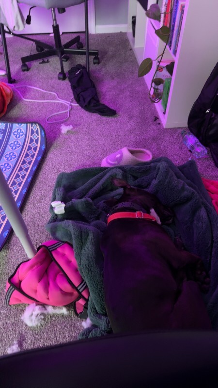 View Aaron the Dog Photo #13