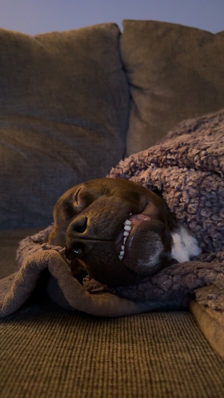 View Aaron the Dog Photo #4