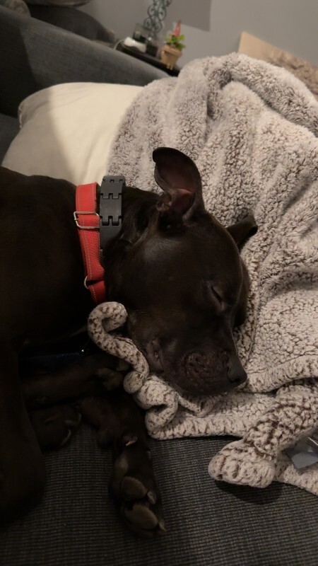 View Aaron the Dog Photo #12