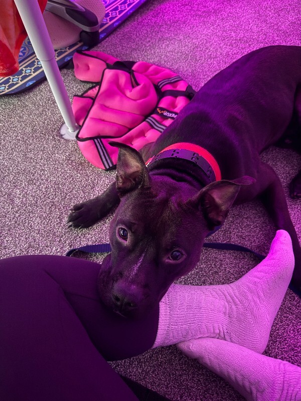 View Aaron the Dog Photo #6