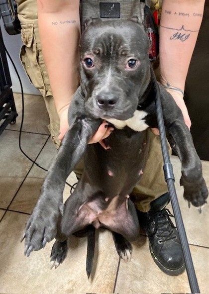 View Lumen the Dog Photo #2