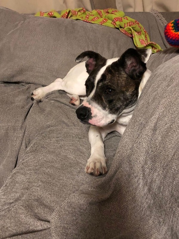 View Billy Jean the Dog Photo #13