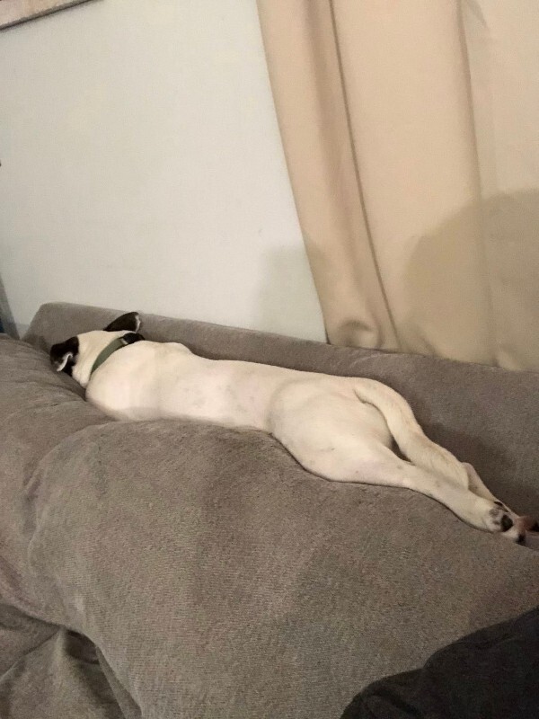 View Billy Jean the Dog Photo #6