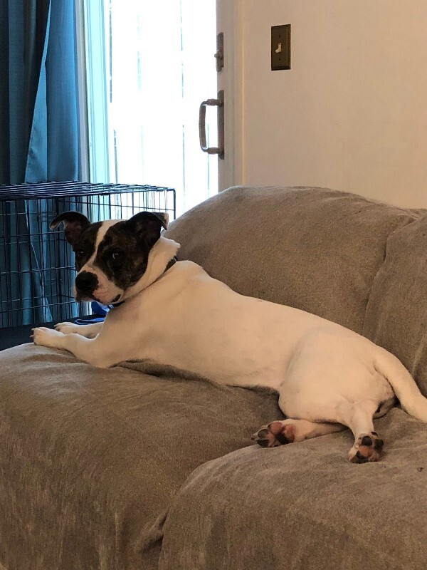 View Billy Jean the Dog Photo #12