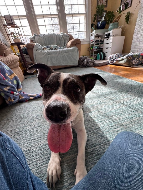 View Billy Jean the Dog Photo #2