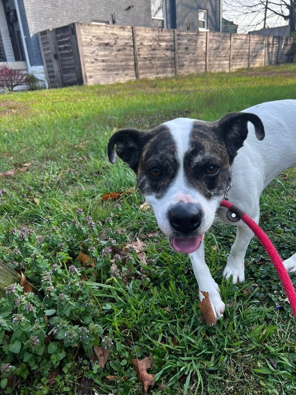 View Billy Jean the Dog Photo #7