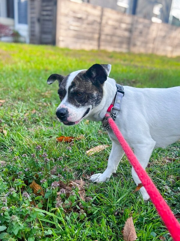 View Billy Jean the Dog Photo #3