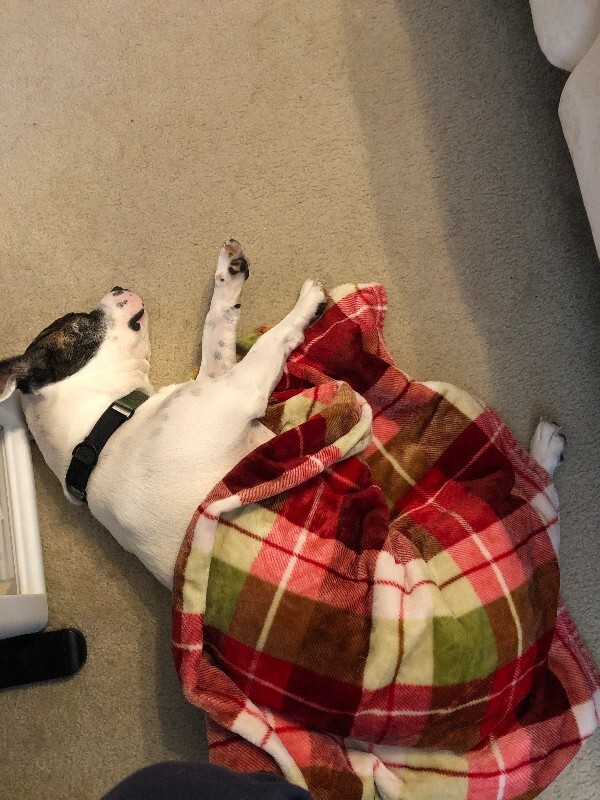 View Billy Jean the Dog Photo #5