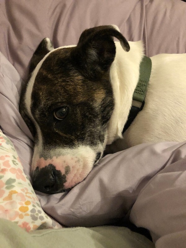 View Billy Jean the Dog Photo #10