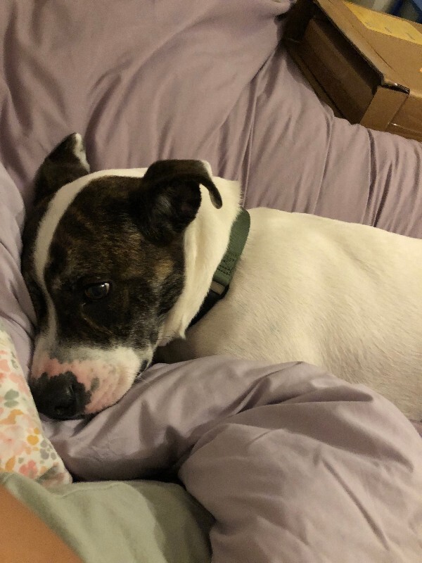 View Billy Jean the Dog Photo #8