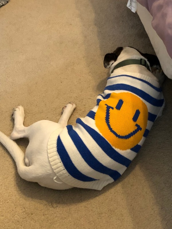 View Billy Jean the Dog Photo #9