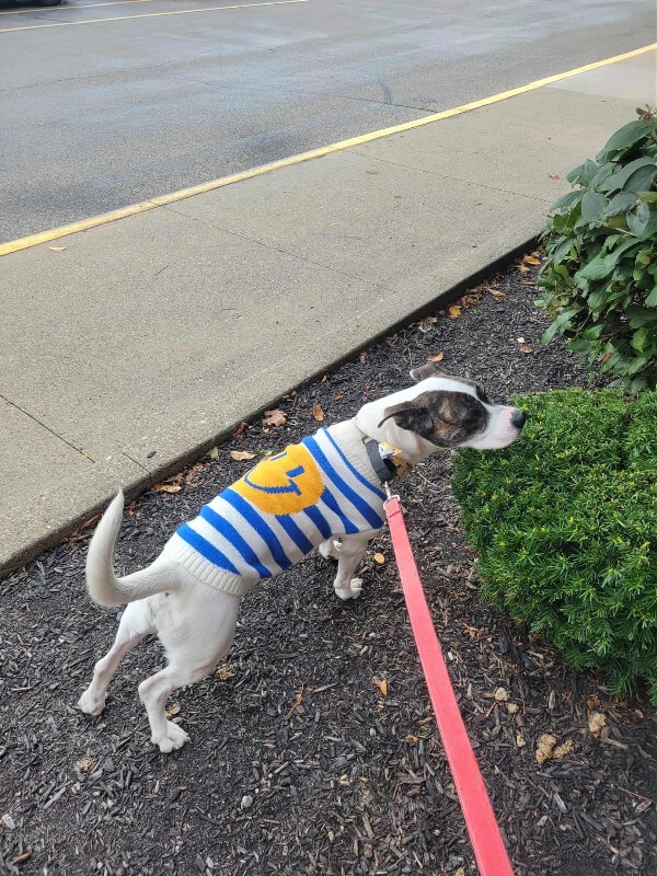 View Billy Jean the Dog Photo #11