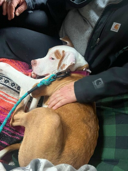 View Braylon the Dog Photo #3