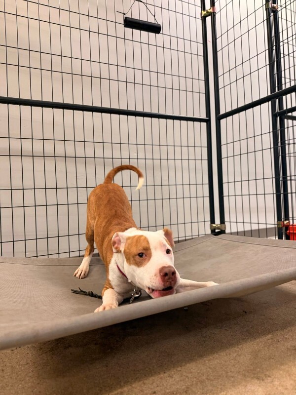 View Braylon the Dog Photo #5