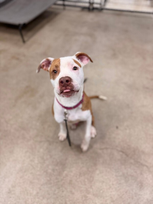 View Braylon the Dog Photo #8