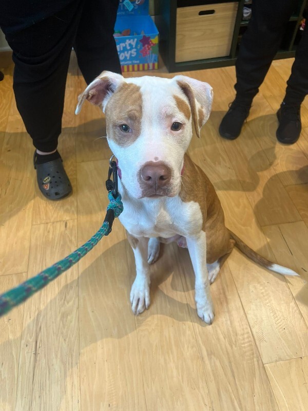 View Braylon the Dog Photo #4