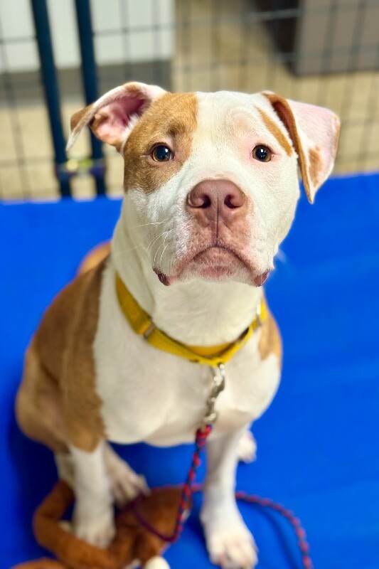 View Braylon the Dog Photo #11