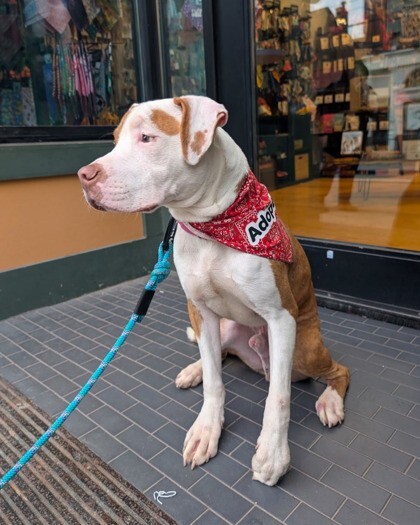 c10d1bc7 4e84 4cde b79a 43f37c934f82