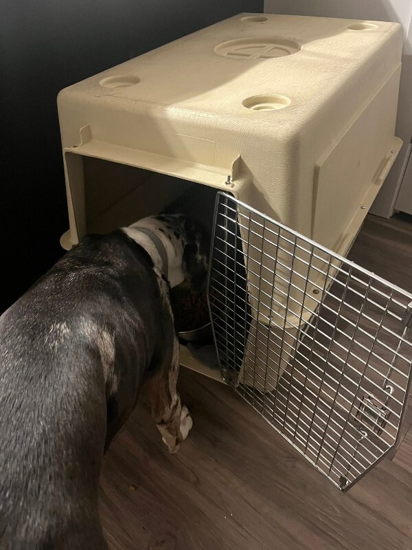 View Coors Banquet the Dog Photo #6