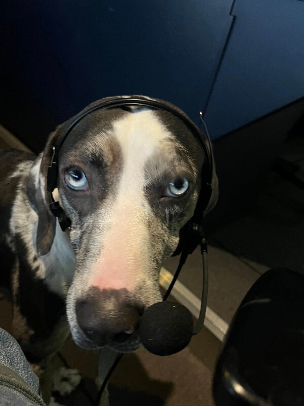 View Coors Banquet the Dog Photo #4