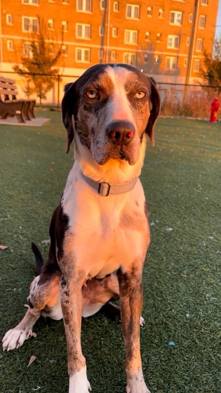 View Coors Banquet the Dog Photo #2