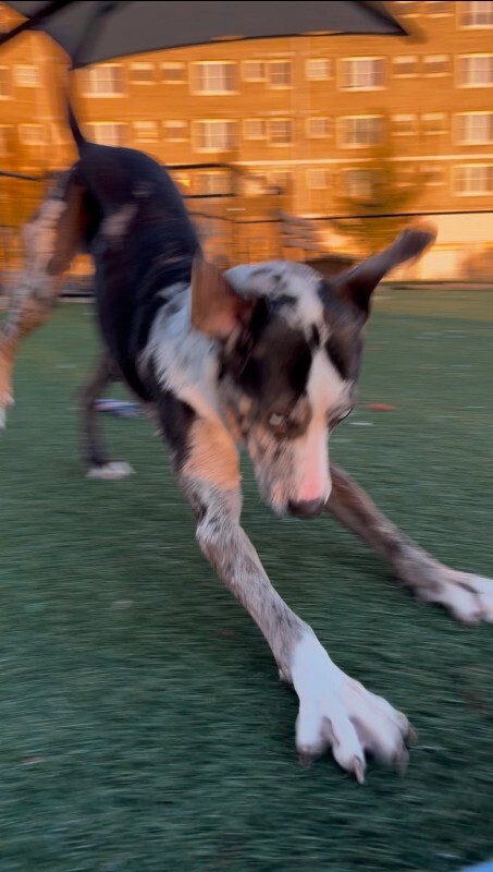 View Coors Banquet the Dog Photo #3