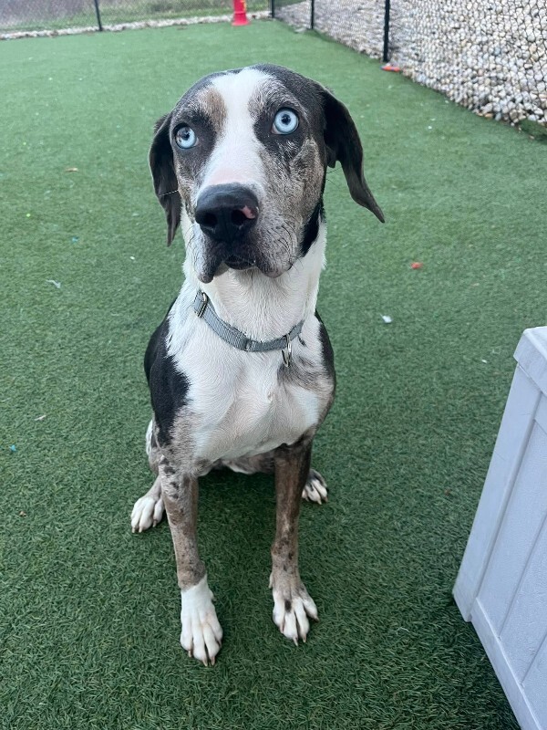 View Coors Banquet the Dog Photo #7