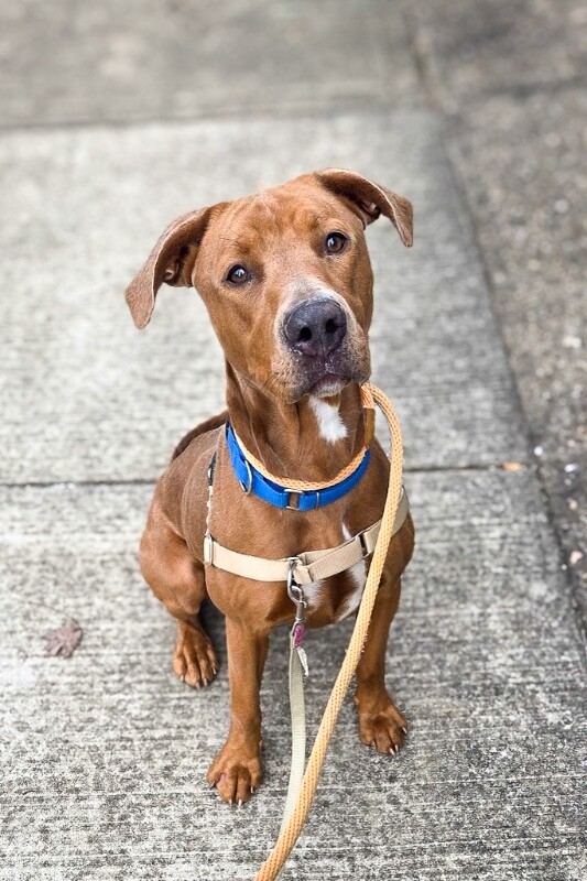 View Ophena the Dog Photo #2