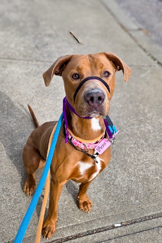 View Ophena the Dog Photo #10