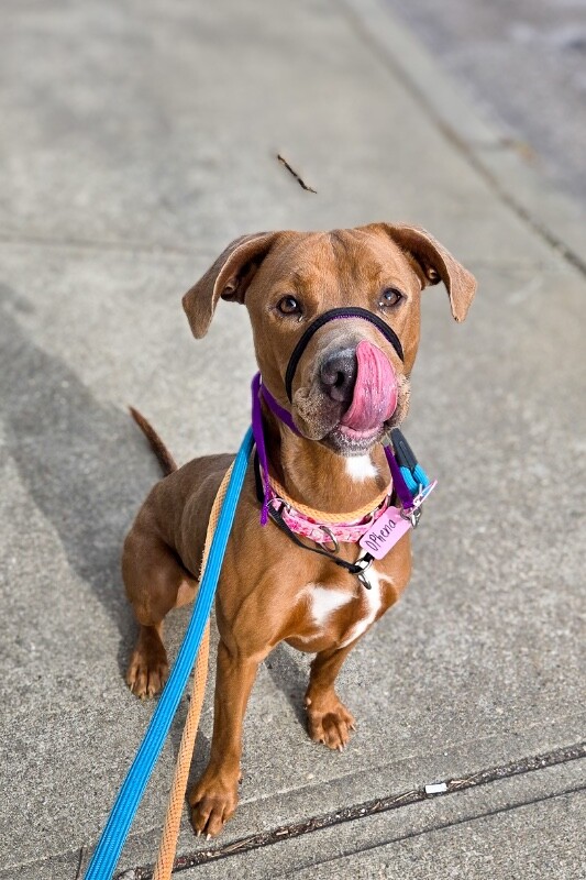 View Ophena the Dog Photo #9