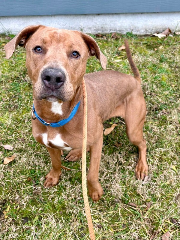 View Ophena the Dog Photo #4